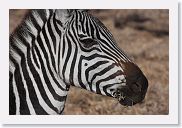 07IntoNgorongoro - 012 * Zebra.